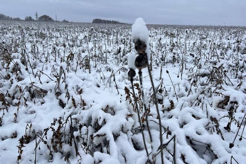 Посів маку у Вінницькій області