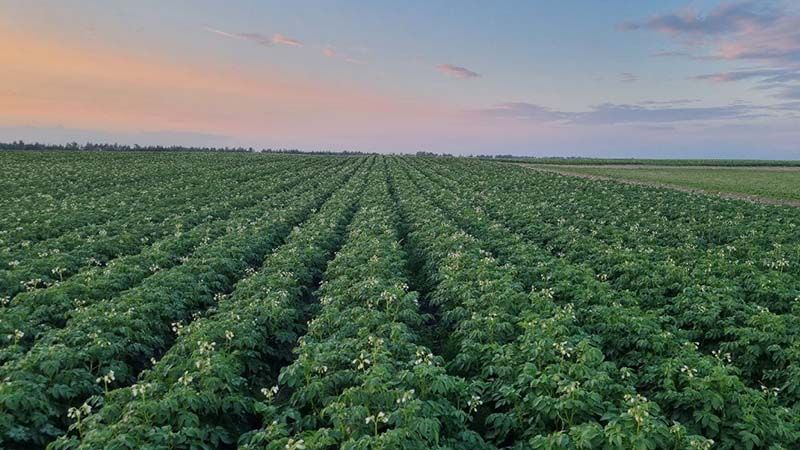 Посіви картоплі у ФГ «Аделаїда»