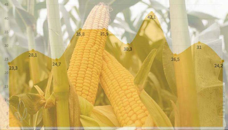 Кукурудзяна статистика: площі, валовий збір та урожайність зернової за 2017-2024 рр.