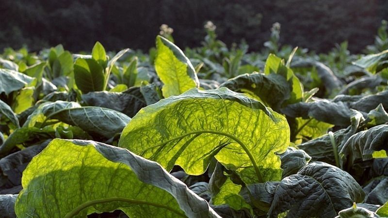 Рослини тютюну