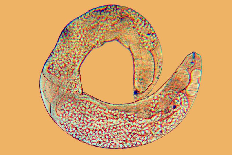Самиця нематоди роду Heterorhabditis Самиця нематоди роду Heterorhabditis