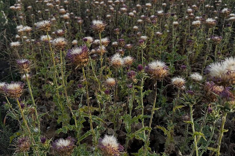 Розторопша