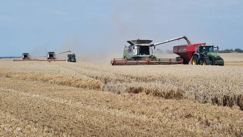 Повна картина жнив 2025 озимих зернових та ріпаку в Україні: отримана урожайність і фактори впливу