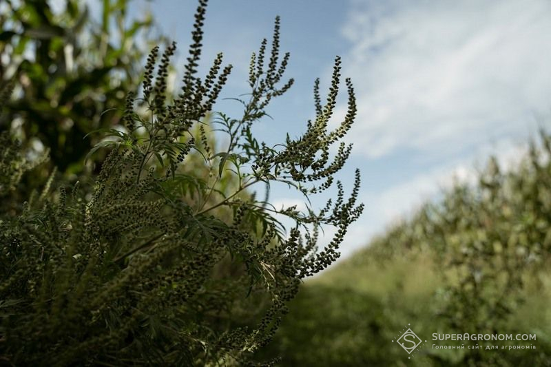 Амброзія полинолиста