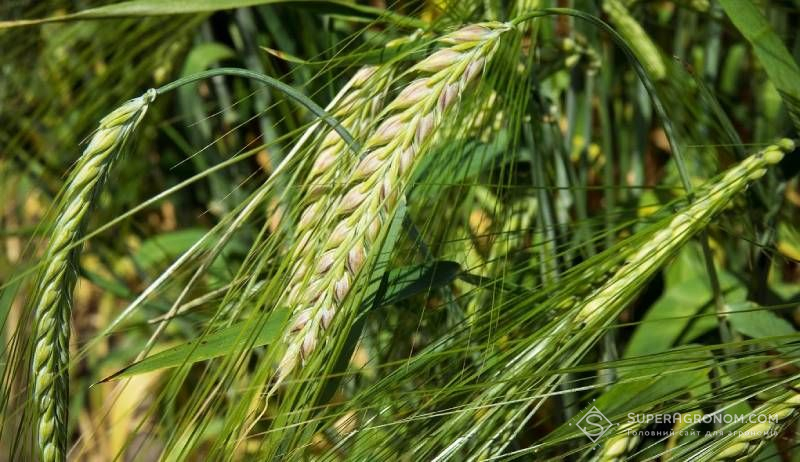 Сівба ярого ячменю під зиму: вигоди і ризики — досвід європейських аграріїв Сівба ярого ячменю під зиму: вигоди і ризики — досвід європейських аграріїв