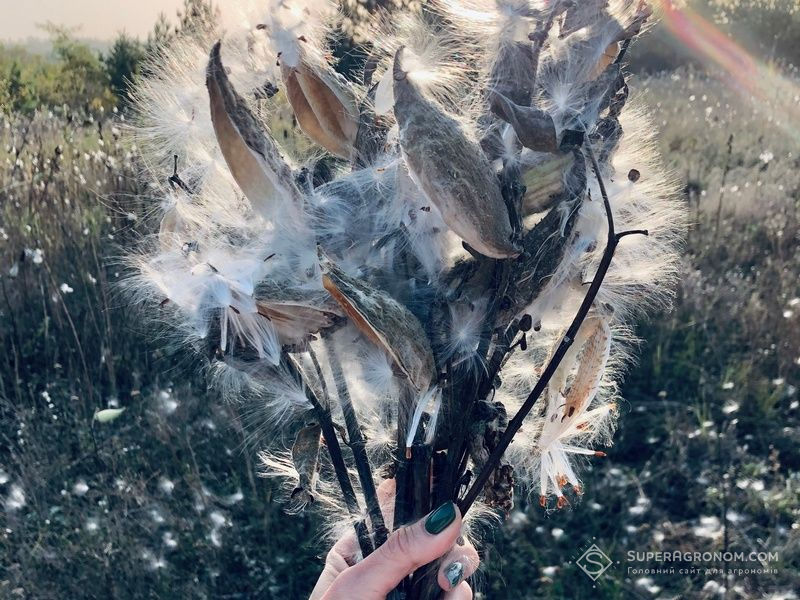 Ваточник сирійський