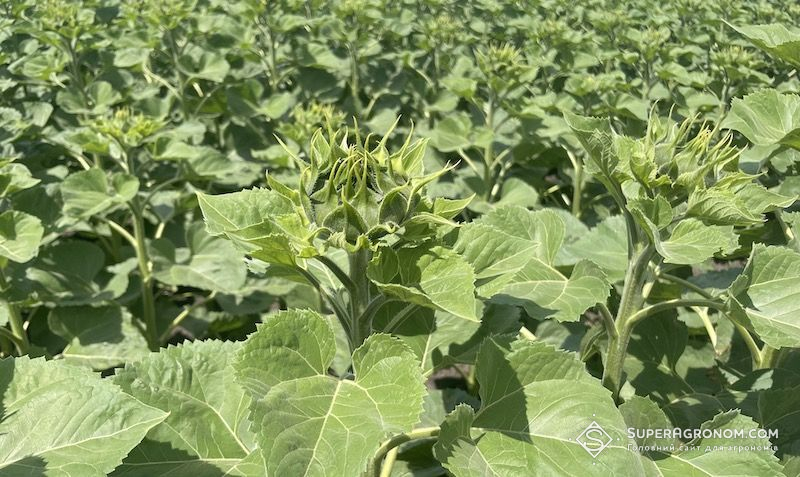 Як працює дигестат — для живлення і поліпшення ґрунту: досвід МХП Як працює дигестат — для живлення і поліпшення ґрунту: досвід МХП