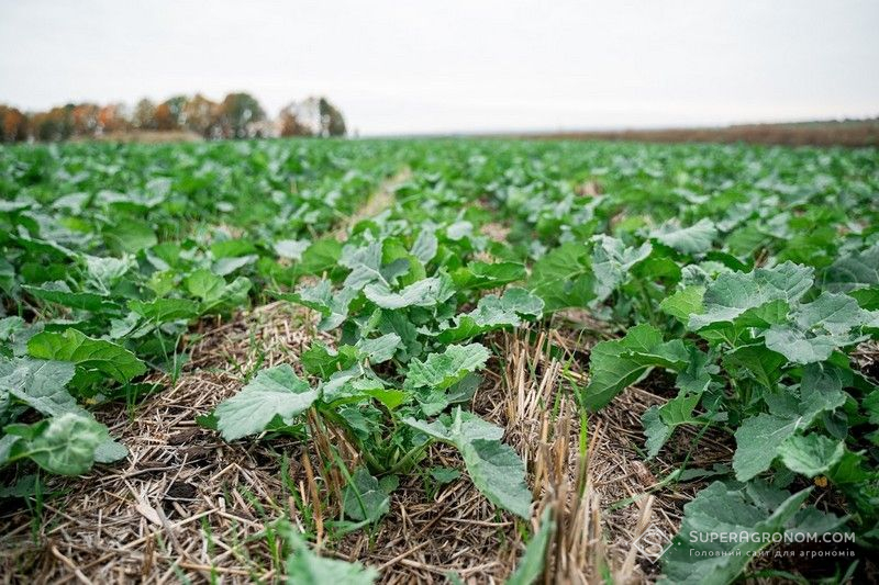 Озимий ріпак по no-till