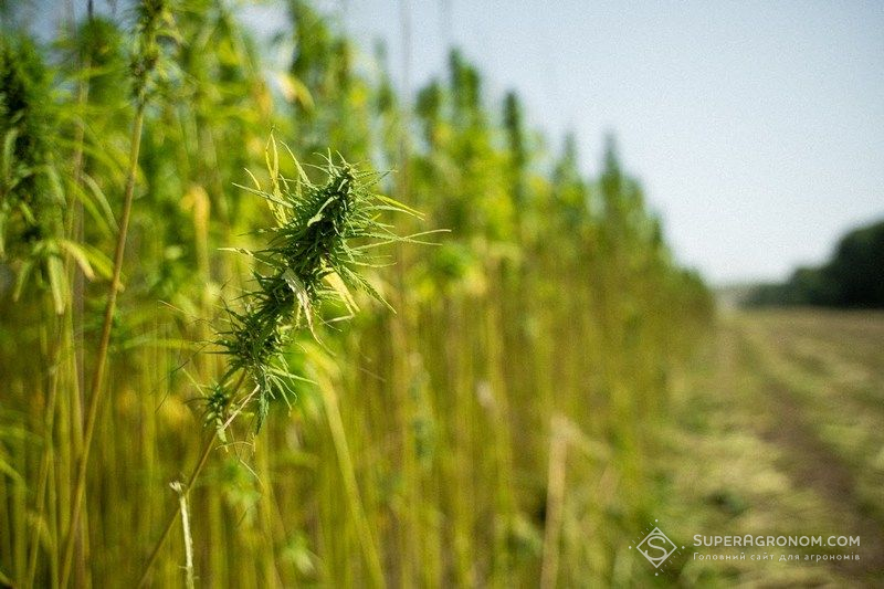 Коноплі технічні Технічні коноплі