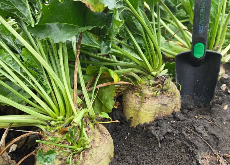 Цукрові буряки Цукрові буряки