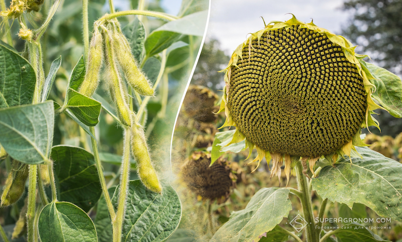 Соняшник vs соя у 2026 році: як зміняться посівні площі та вибір гібридів/сортів