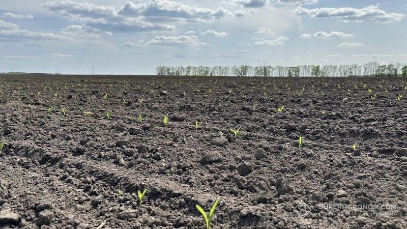 Як отримати дружні сходи кукурудзи в умовах посухи: роль фотосинтезу та С4-рослин