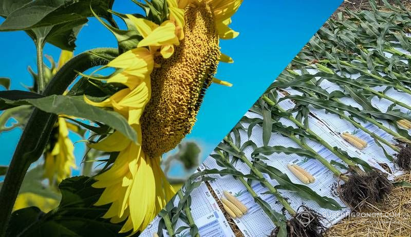 Біопрепарати в системі Кернел: результати вирощування кукурудзи та соняшнику за 2023-2025 рр. Біопрепарати в системі Кернел: результати вирощування кукурудзи та соняшнику за 2023-2025 рр.