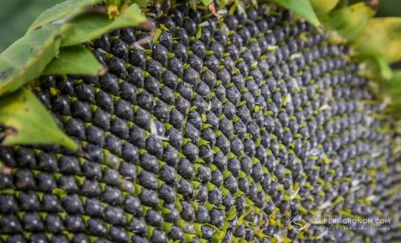 Насіння соняшника