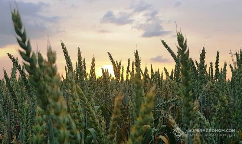 Адаптація до нових умов ринку в сфері захисту рослин. Чому варто звернути увагу на європейських виробників