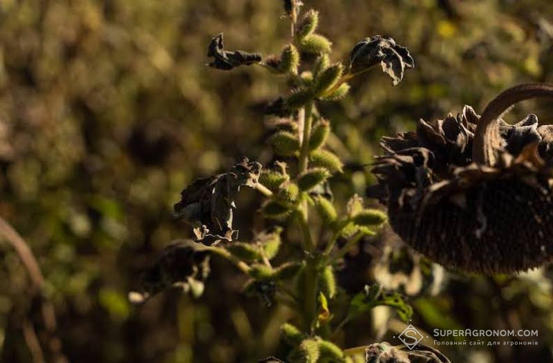 Мультирезистентність бур'янів до гербіцидів: дослідження, небезпека, методи контролю