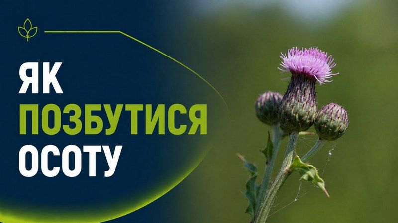 Осот