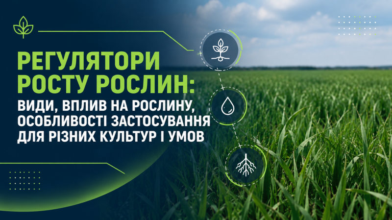 Як регулятори росту впливають на стійкість культур та врожайність Як регулятори росту впливають на стійкість культур та врожайність