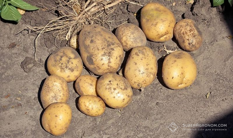 Бульби картоплі