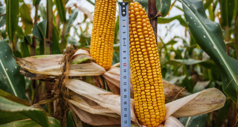 Оптимальні параметри посіву кукурудзи