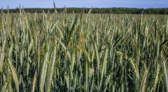 Озиме жито на полях господарства