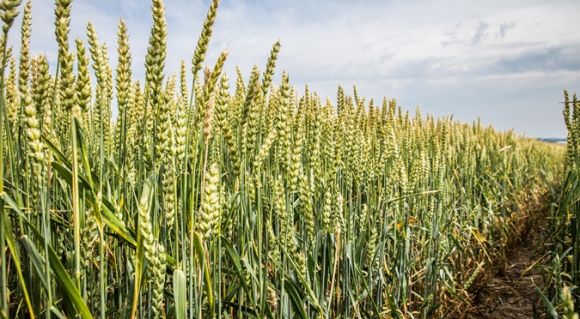 Поля пшениці в Агросвіт-Волинь