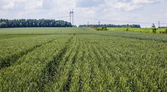 Демо посів та технологія захисту пшениці озимої