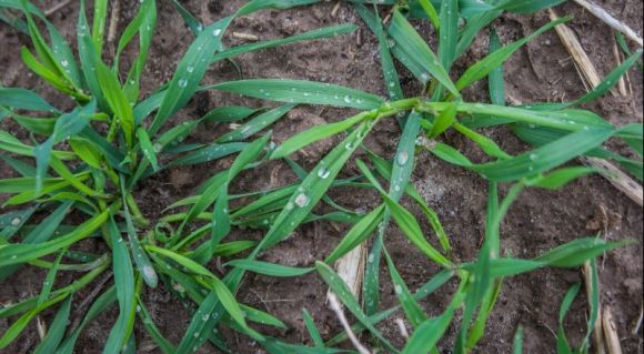 Озиме жито в Талісман-агро: рослини БРАЗЕТТО