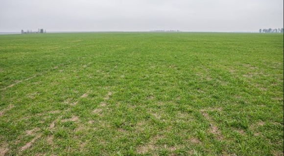 Поле з посівами озимого жита БРАЗЕТТО в Талісман-Агро