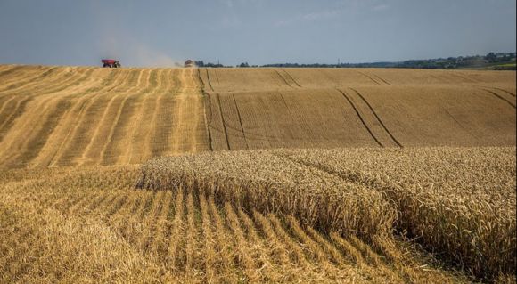Збирання врожаю пшениці на полі "Сварог Вест Груп"