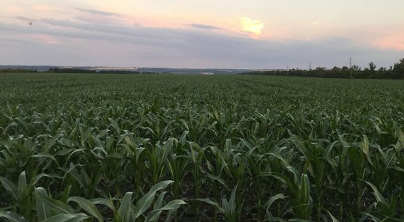 Посіви кукурудзи на полі ТОВ «АТІС»