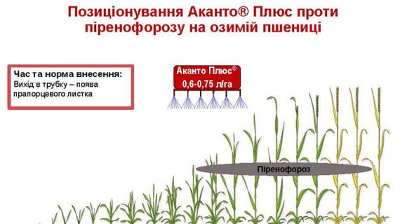 Позиціонування Аканто Плюс проти піренофорозу на озимій пшениці