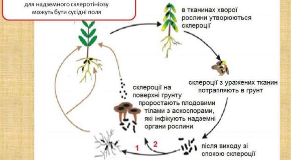 Спрощений життєвий цикл Sclerotinia sclerotiorum (Інфографіка: Олександр Акулов)
