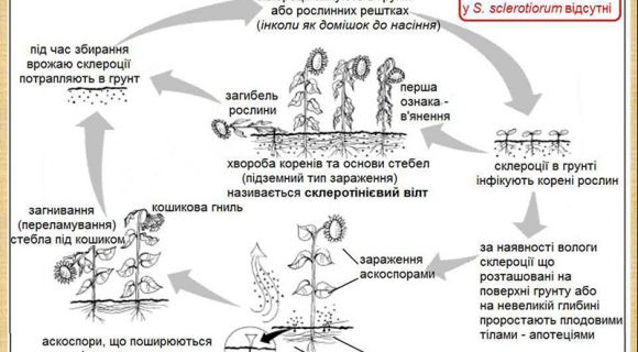 Життєвий цикл Sclerotinia sclerotiorum (Інфографіка: Олександр Акулов)