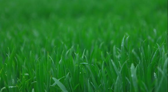 Посіви озимої пшениці в господарстві Іванкове