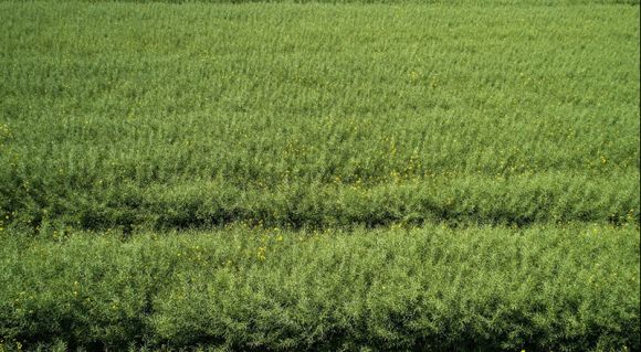 Посіви озимого ріпака гібриду Гибрірок у ФГ «Соломія» 