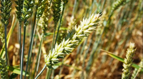 Пшениця в господарстві «Норма»