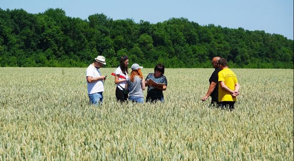 АгроЕкспедитори на посівах пшениці в господарстві «Норма»