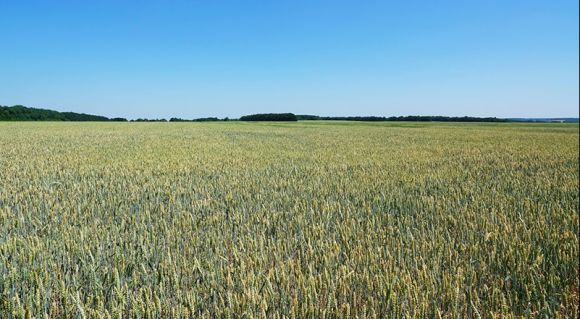 Посіви пшениці в господарстві «Норма»