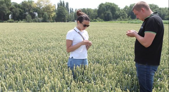АгроЕкспедитори оглядають пшеницю в господарстві «Україна-Агро-2С»