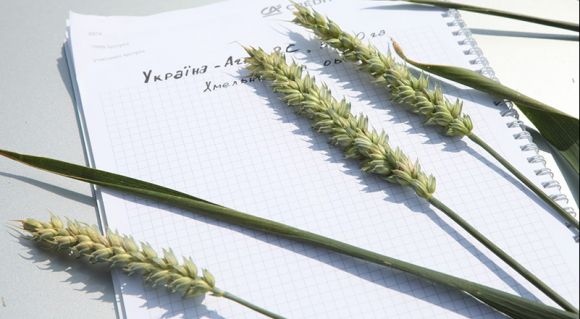 Пшениця у господарстві «Україна-Агро-2С»