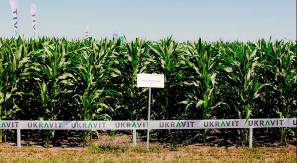 Демонстраційні ділянки компанії UKRAVIT з посівами кукурудзи