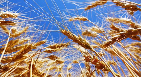 Озима пшениця вітчизняної селекції