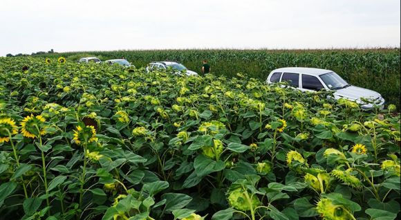 Посіви соняшника в господарстві «Дашківці»