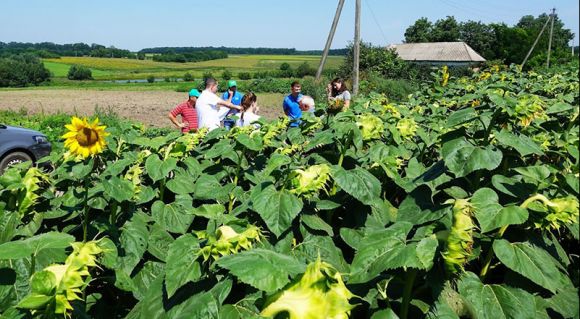 АгроЕкспедитори на полях з посівами соняшнику в Кіровоградській області