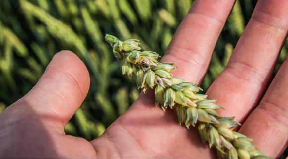 АгроЕкспедиція Пшениця 2016: колос пшениці