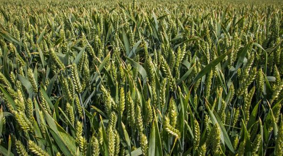 АгроЕкспедиція Пшениця 2016: поле пшениці
