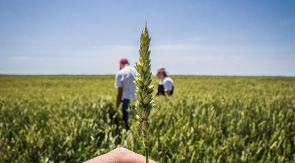 АгроЕкспедиція Пшениця 2016:  міряємо врожайність пшениці