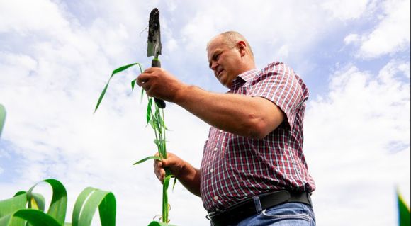 Руслан Бовтачук, агроном Сварог Вест Груп, оглядає колос пшениці