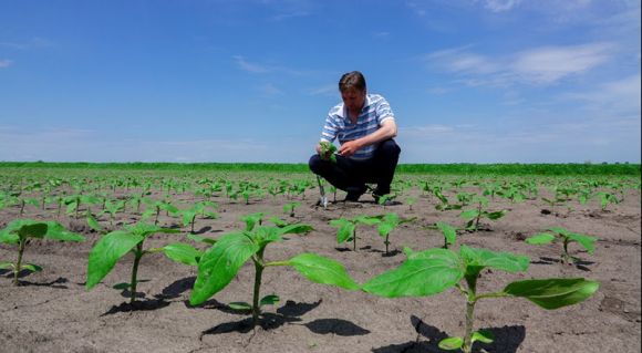 Агроном Олег Юзьков оглядає рослини соняшника